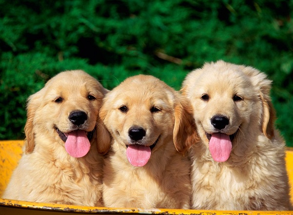 köpek alırken nelere dikkat etmeli