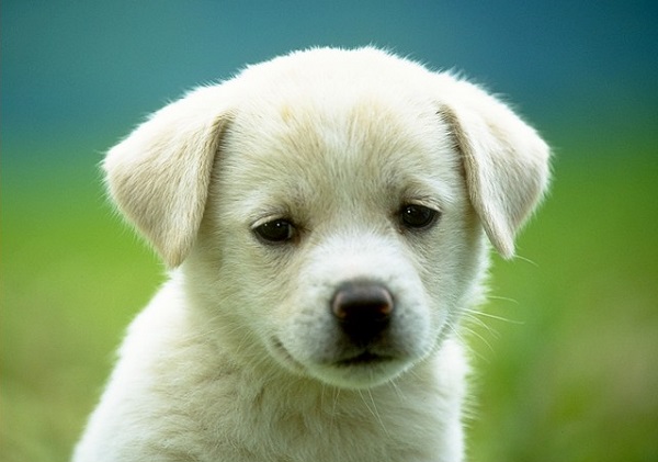 köpek
