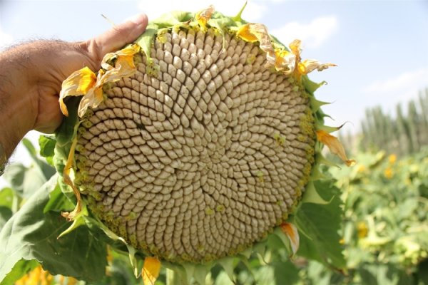 ayçiçeği