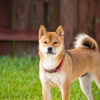 akita cins köpek özellikleri