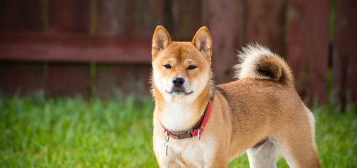 akita cins köpek özellikleri