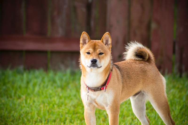 akita cins köpek özellikleri