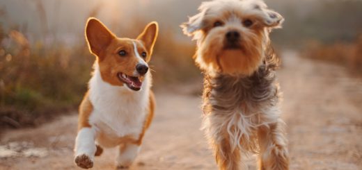 köpekler nasıl beslenir