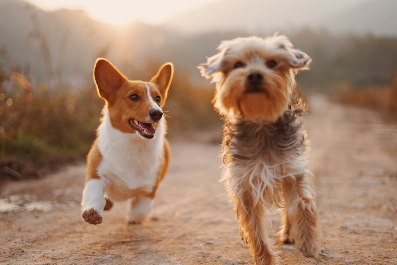 köpekler nasıl beslenir