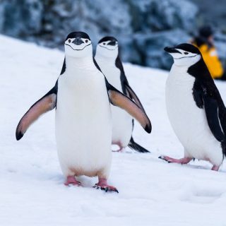 penguenler uçarmı