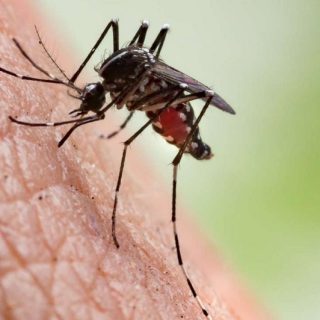 sıtma hastalığı nedir