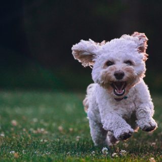 köpekler neden kuyruk sallar