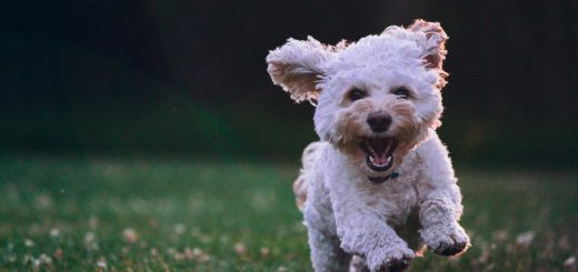 köpekler neden kuyruk sallar