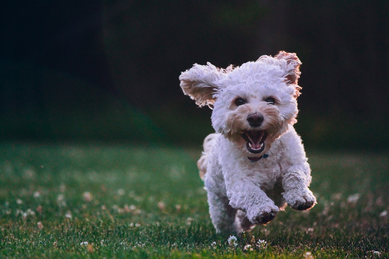 köpekler neden kuyruk sallar