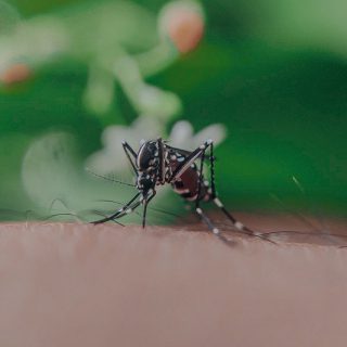 sivrisinekler neden kan emer