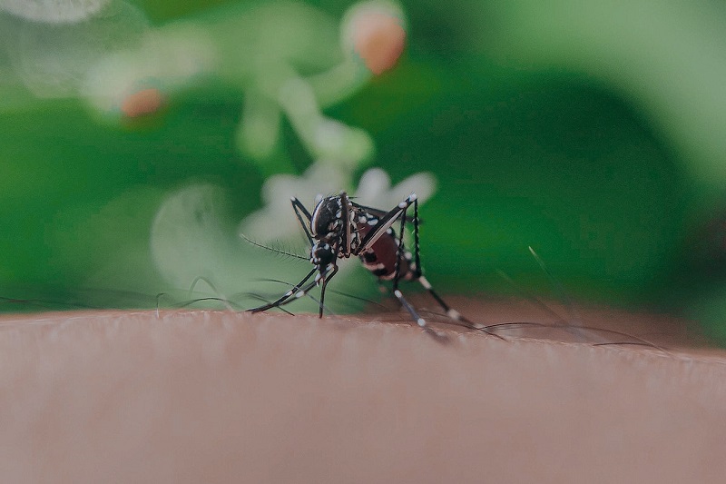 sivrisinekler neden kan emer